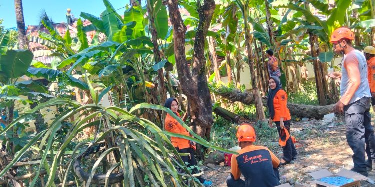Lima Siswa SDN 14 Samanggi Terluka Akibat Pohon Tumbang di Maros